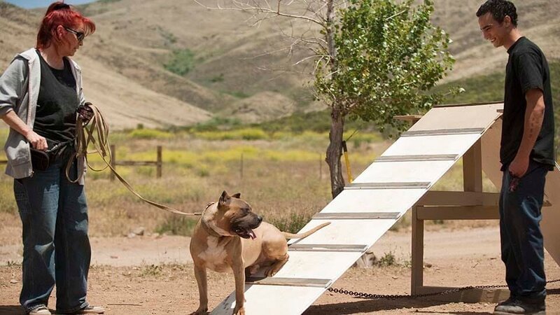 Tia Maria Torres talks with her adopted son Kinani about dog training before having Johnny Danger, a rescue pit bull, check out the a-frame that Kinani built as part of an agility training and confidence building exercise at Torres’ Villalobos Rescue Center. – Bild: Discovery Communications /​ Stephanie Diani