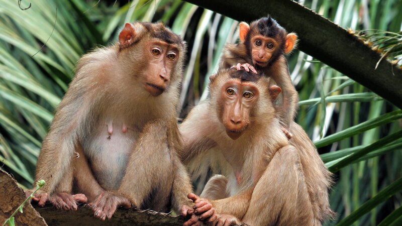 Südliche Schweinsaffen haben gelernt, eine neue Nahrungsquelle zu nutzen. Dieses Wissen an die nächste Generation weiterzugeben, macht sie so erfolgreich. – Bild: ZDF und BBC Studios