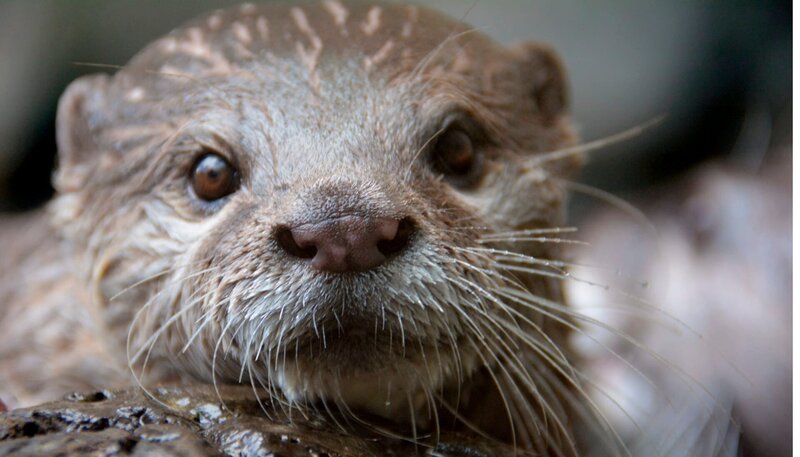 Zwergotter im Zoo am Meer Bremerhaven – Bild: Radio Bremen/​Volkmar Struessmann