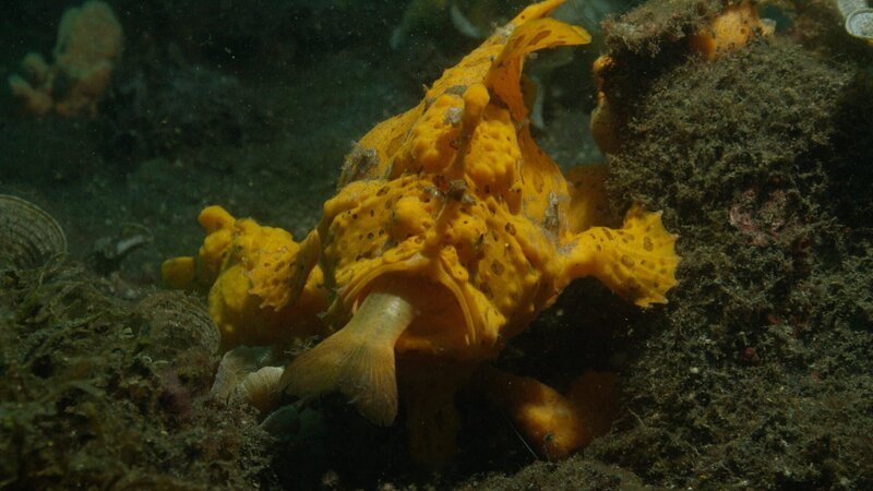 In den Gewässern Indonesiens ist der Gelbe Anglerfisch ein gefährlicher Räuber. – Bild: ZDF und Bob Cranston