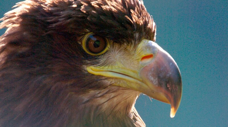Seeadler. – Bild: WDR/​Interspot Film GmbH