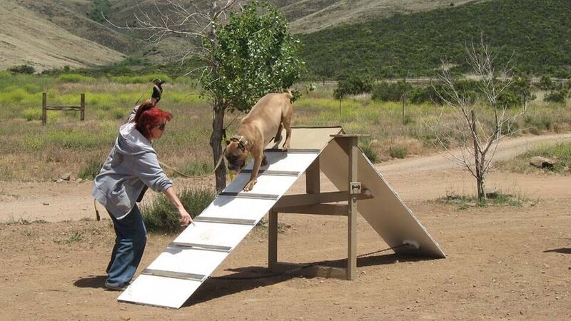 Tia trains Cody to walk over the A Frame. – Bild: Discovery Communications Inc /​ 44 Blue Productions Inc