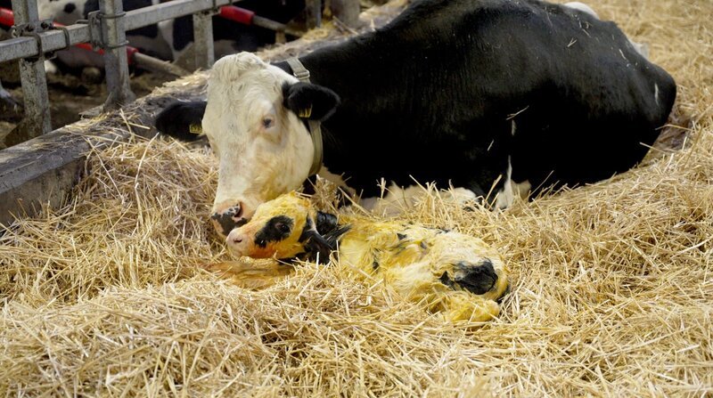 Fast eine Idylle: ein neugeborenes Kälbchen mit seiner Mutter. Doch Kuh und Kälbchen werden rasch nach der Geburt getrennt. – Bild: SWR / ZDF Fast eine Idylle: ein neugeborenes Kälbchen mit seiner Mutter. Doch Kuh und Kälbchen werden rasch nach der Geburt getrennt. – Bild: SWR / ZDF