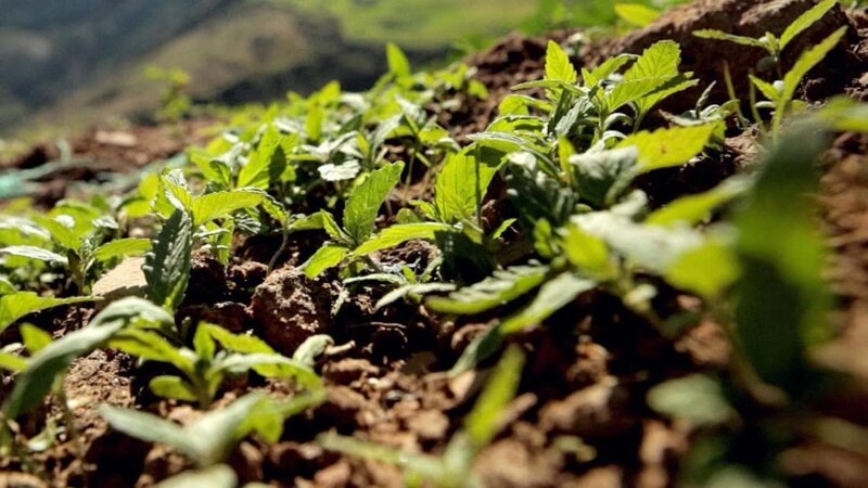 Bild: NGC Europe Limited