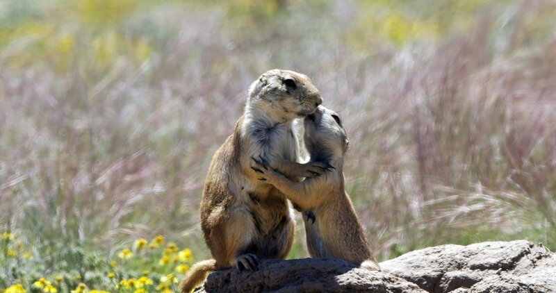 Beim Küssen vom Spionage-Roboter beobachtet: zwei Präriehunde in Colorado, USA. – Bild: ZDF und Neil Rettig