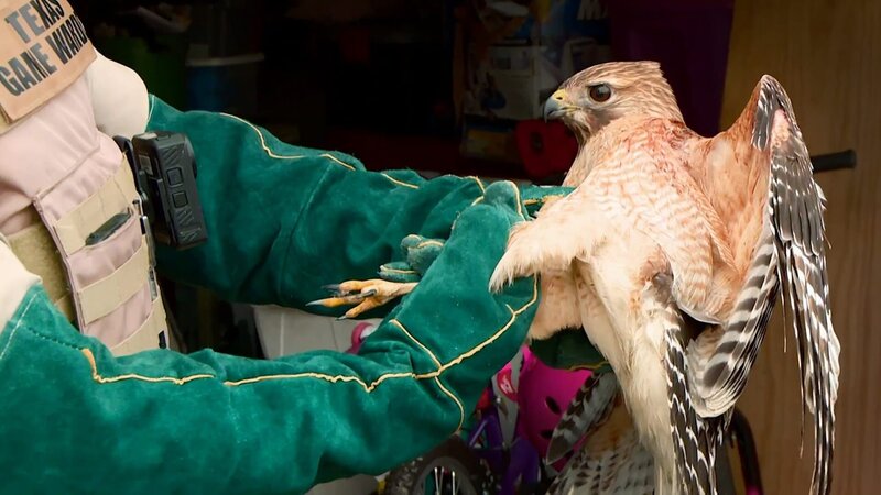 The northern goshawk. – Bild: Animal Planet. /​ Focus /​ Discovery Communications, LLC.