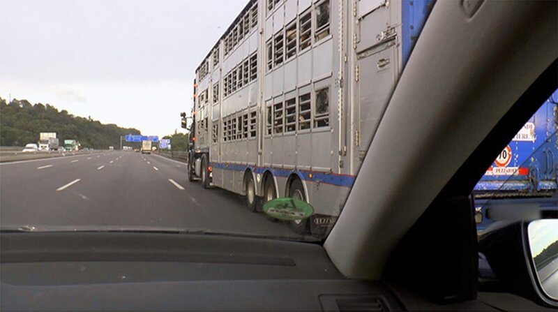 Tiertransport der Jungtiere – oft über Tage hinweg. – Bild: SWR/Animal Welfare Foundation / ZDF und SWR/Animal Welfare Found Tiertransport der Jungtiere – oft über Tage hinweg. – Bild: SWR/Animal Welfare Foundation / ZDF und SWR/Animal Welfare Found