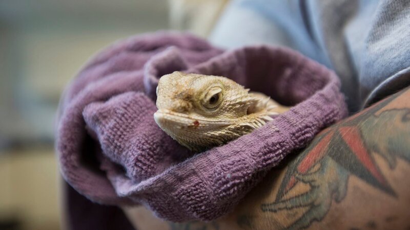 Close up of local bearded dragon, Pineapple. – Bild: Discovery Communications