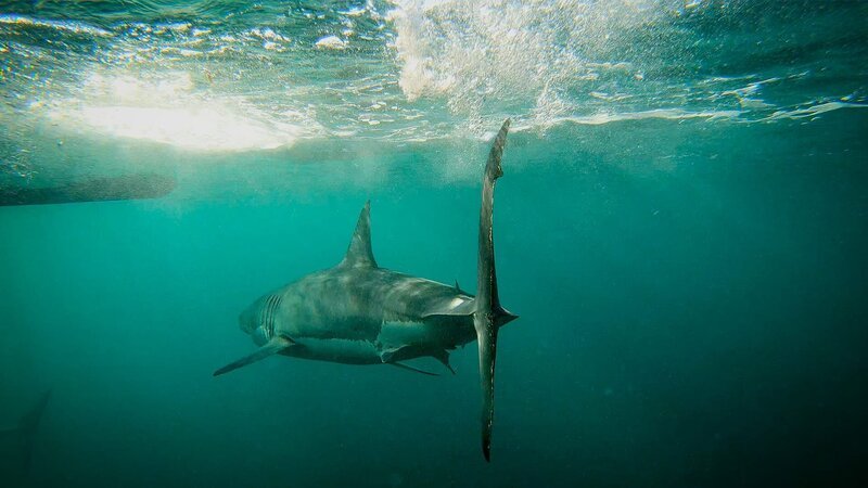 Carcharodon carcharias, better known as the great white shark. – Bild: Discovery Channel