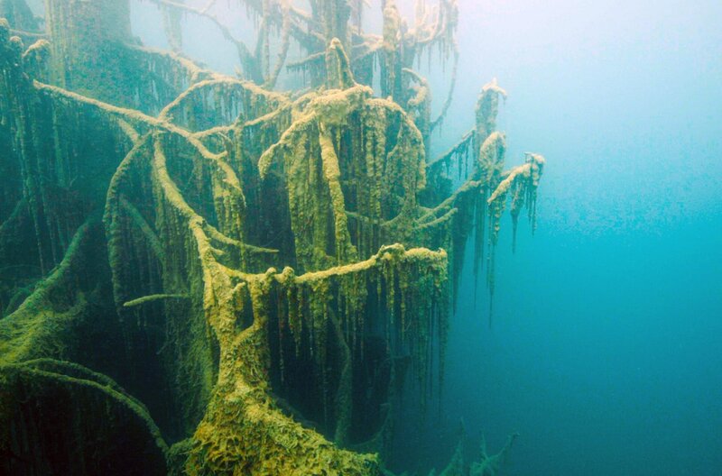 Die Fichten des Kaindy-Sees sind unter Wasser mit geheimnisvollen Algen bedeckt. – Bild: French Connection Films/​Duo2 TV/​Ushuaia TV /​ © French Connection Films/​Duo2 TV/​Ushuaia TV