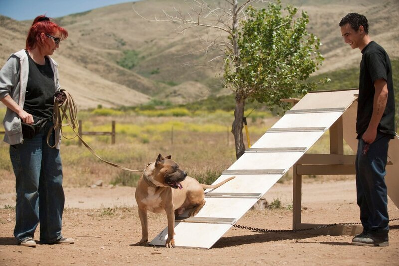 Tia Maria Torres talks with her adopted son Kinani about dog training before having Johnny Danger, a rescue pit bull, check out the a-frame that Kinani built as part of an agility training and confidence building exercise at Torres’ Villalobos Rescue Center. – Bild: TLC