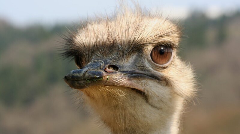 Der Strauß läuft lieber statt zu fliegen … – Bild: BR/​WDR