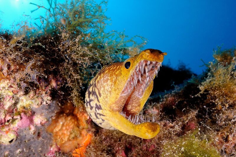 Muräne  +++ Die Verwendung des sendungsbezogenen Materials ist nur mit dem Hinweis und Verlinkung auf RTL+ gestattet. +++ – Bild: WildBear Entertainment & Content Mint