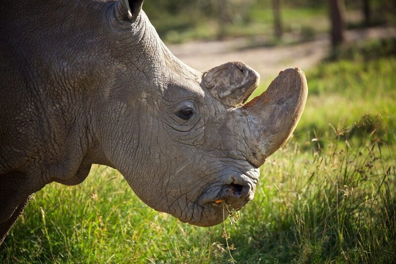 Im Naturschutzgebiet Ol Pejeta in Kenia leben die letzten Nördlichen Breitmaulnashörner der Welt. – Bild: Unknown