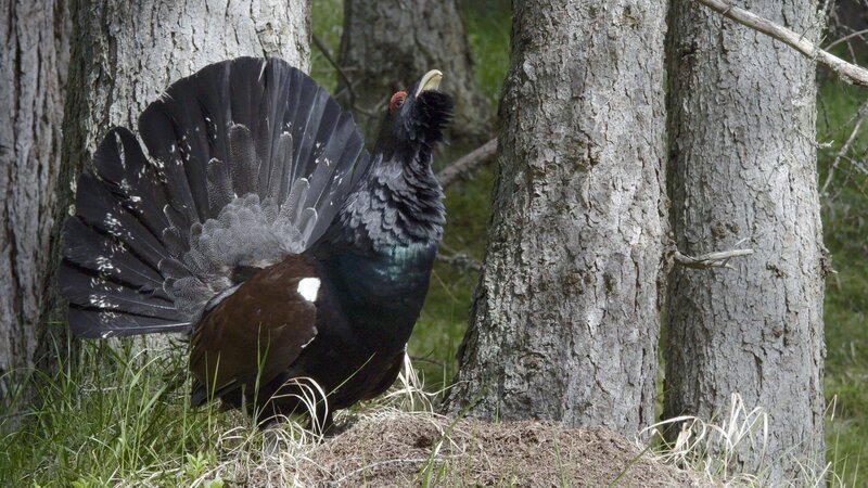 Ein balzender Auerhahn – Bild: BR/​dreiD.at filmproduktion GmbH/​Johannes Pötscher