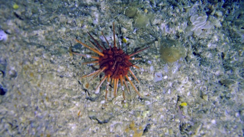 Ein roter Seeigel auf Korallenfelsen. – Bild: ZDF und NHK