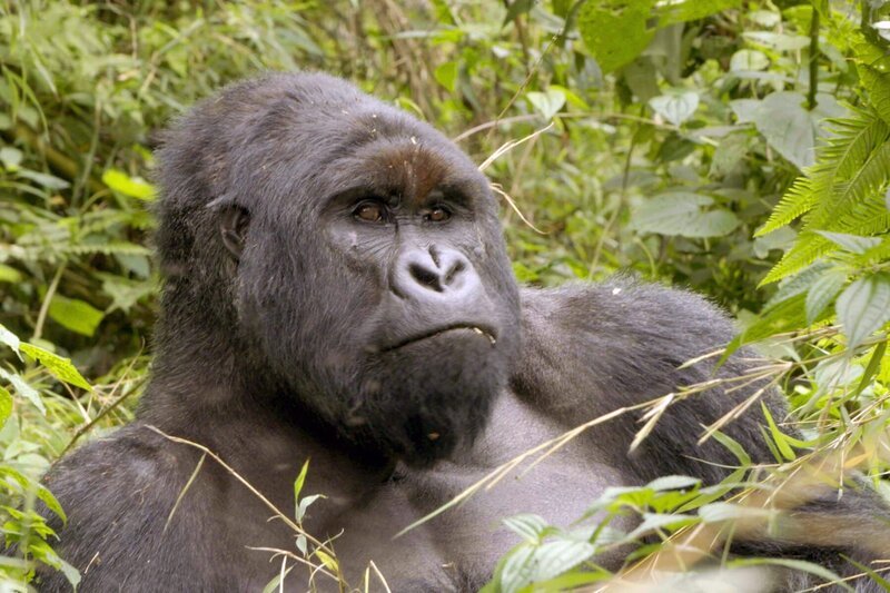 Silberrücken im Virunga-Nationalpark. – Bild: MedienKontor/​Nazan Sahan