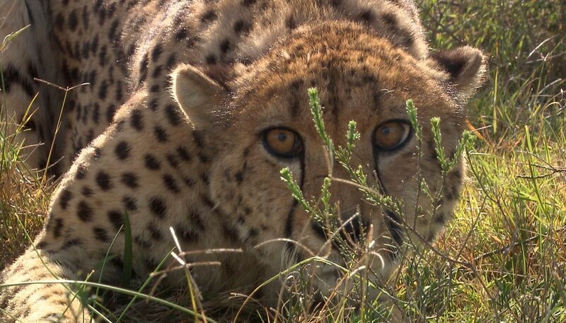 Gepard Aibu wird gesucht. – Bild: NDR/​Vincent TV GmbH