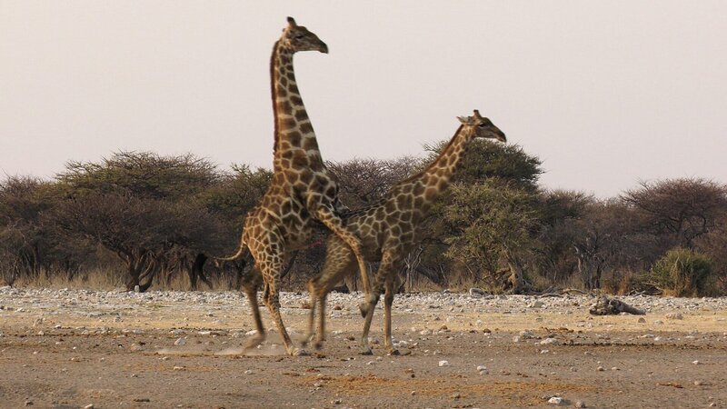 Eim Paarungsakt der Giraffen ist Präzision gefragt. – Bild: SRF/​Alvaro Mendoza