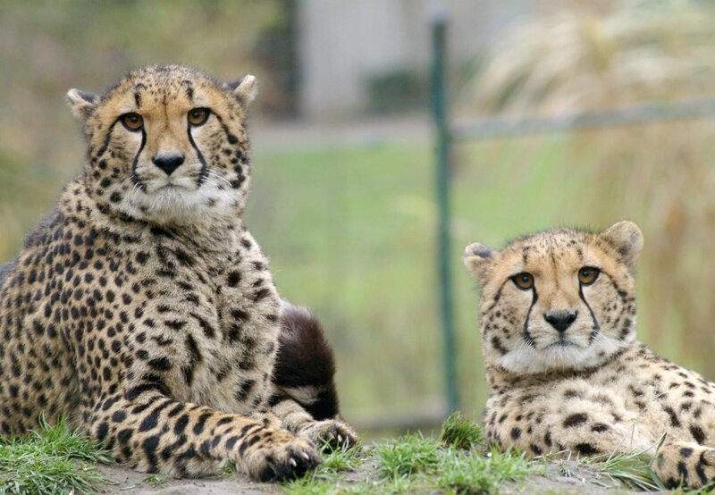 Gepardendamen beobachten die Zoobesucher. – Bild: Melanie Grande