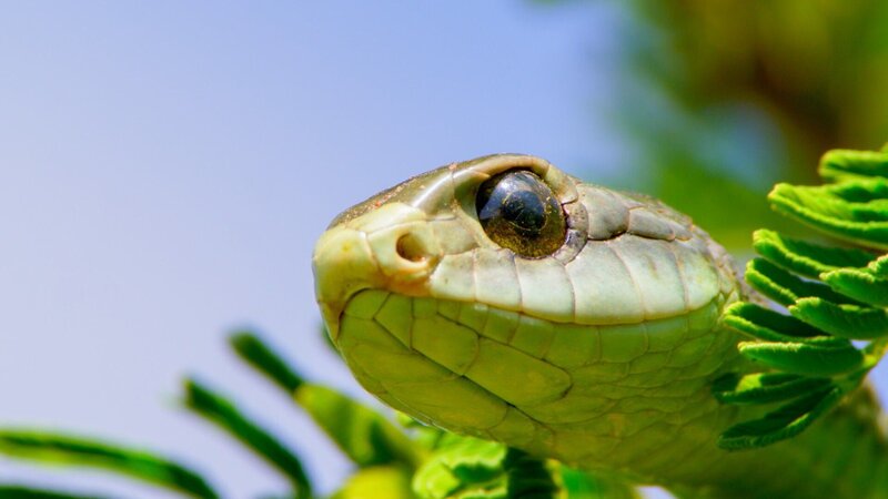 Bild: RTL /​ Aquavision Television Productions /​ Sümpfe