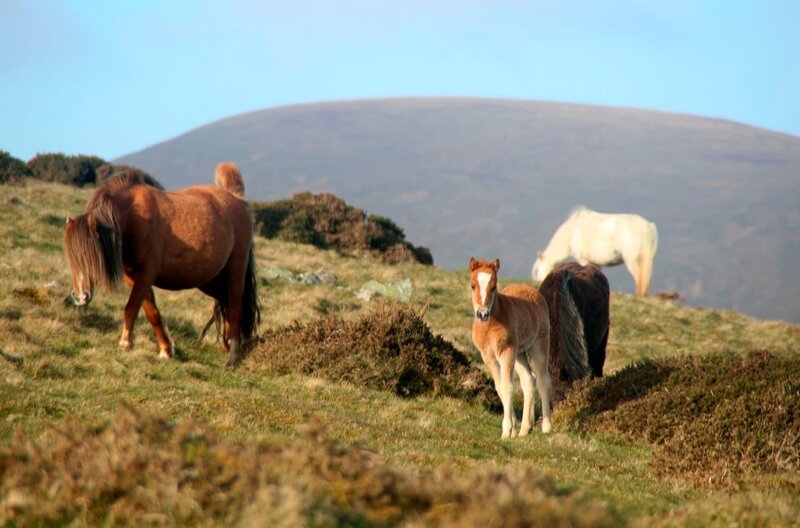 Wildpferde in Wales. – Bild: WDR/​Anna Gallagher/​Adrian Seymour/​Anna Gallagher, Adrian Seymour