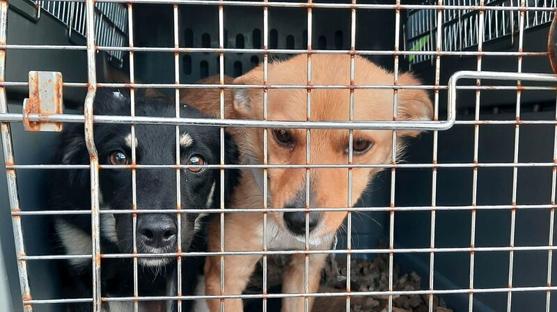 2 Hunde in einer Box Foto für alle Folgen – Bild: MDR/​ariane film