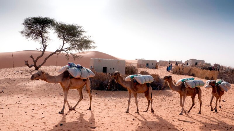 Eine Dromedar Karawane verlässt das kleine Kanuridorf Indil mit Salz für eine einwöchige Reise nach Nigeria. – Bild: 3sat