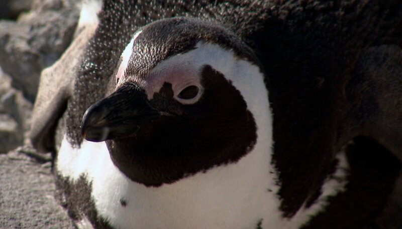Afrikanischer Pinguin in der Stony Point Kolonie. – Bild: NDR