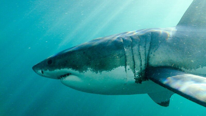 Bild: RTL /​ Aquavision Television Productions /​ Meere