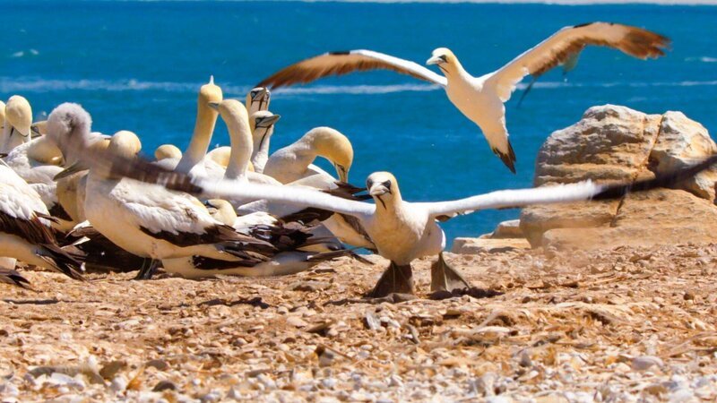 Morus Vögel – Bild: RTL /​ Aquavision Television Productions /​ Meere