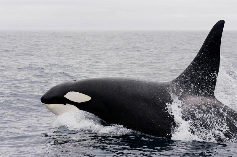Orca – Bild: CC0 Creative Commons Free for commercial use  No attribution required