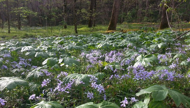 Jährlich kommen über 9 Millionen Besucher in den Great Smoky Mountains Nationalpark. Besonders auf den Flammenblumenwiesen kommen Pflanzenliebhaber auf ihre Kosten. – Bild: BR/​Doclights GmbH/​NDR