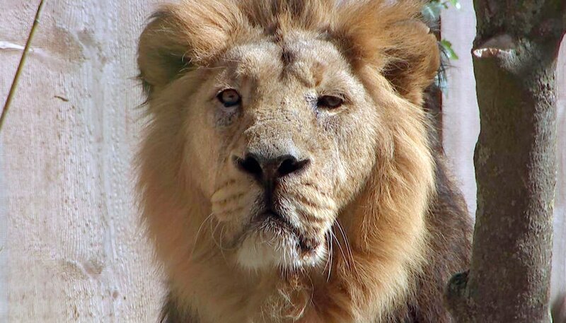 Löwe Kashi, aus dem Kronberger Opel-Zoo, ist einsam. – Bild: HR/​Antje Mergel
