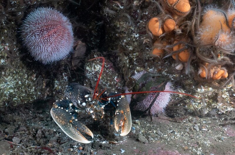 Auf Anglesey dreht sich alles um den Hummer: Da die natürlichen Bestände in den walisischen Gewässern überfischt sind, werden im Rahmen eines Schutzprojekts junge Hummer im Meer ausgesetzt. – Bild: ARTE /​ Rohan Holt