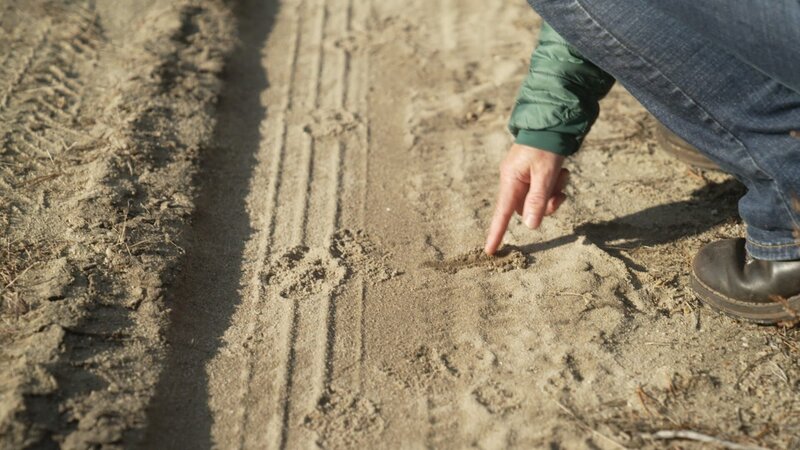 Nutztierhalter untersuchen die Spuren der Wölfe, um mögliche Bedrohungen für ihre Herden zu identifizieren. – Bild: WeltN24 GmbH