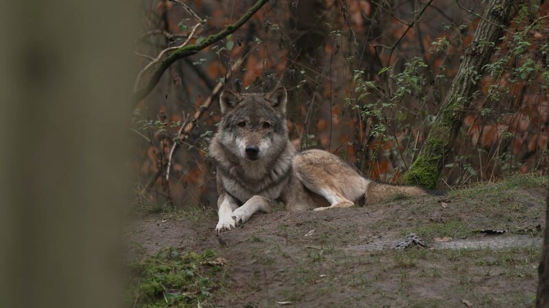 Während die Wiederkehr der Wölfe in Europa Städter begeistert, kämpfen Landbewohner mit den Folgen ihrer Angriffe auf Nutztiere. – Bild: WeltN24 GmbH