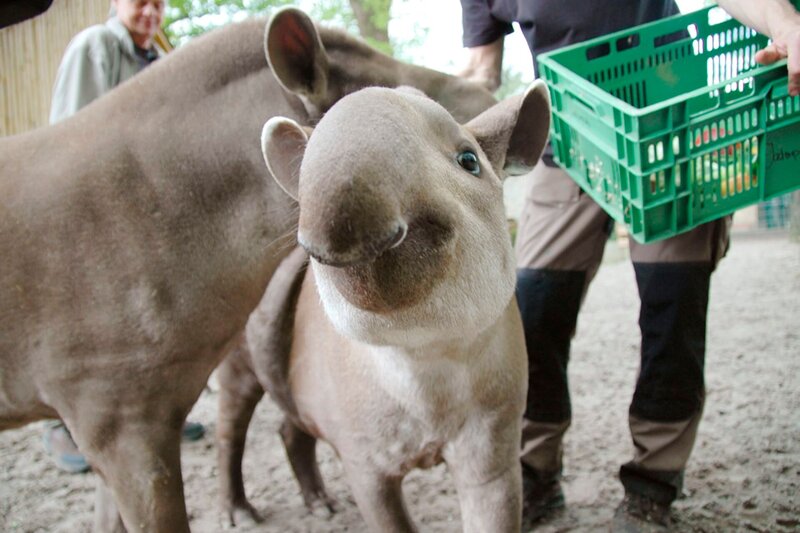 Tapirnachwuchs im Jaderpark – Bild: Radio Bremen/​Volkmar Struessmann