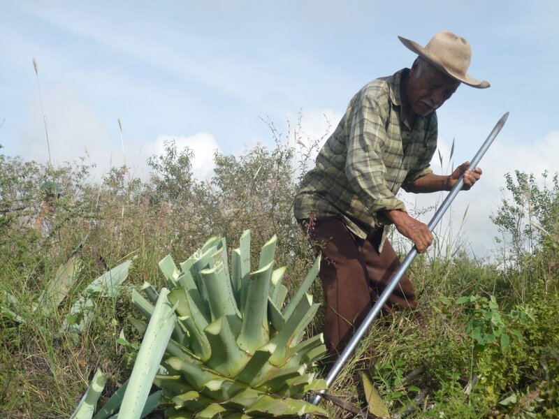 Nachdem das Herz der Agave freigelegt ist, werden ihre Wurzeln abgetrennt – Bild: BonGusto