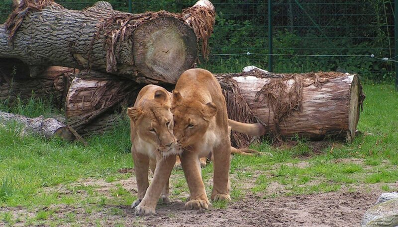 ARD/​RB SEEHUND, PUMA & CO FOLGE 177, am Montag um 16:10 Uhr im ERSTEN. Löwinnen im Jaderpark – Bild: Radio Bremen/​Volkmar Struessmann