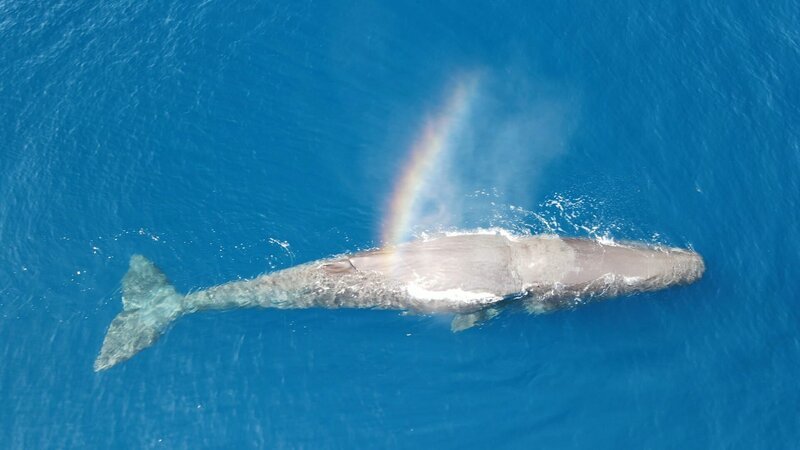 Blauwal – Bild: Curiosity TV