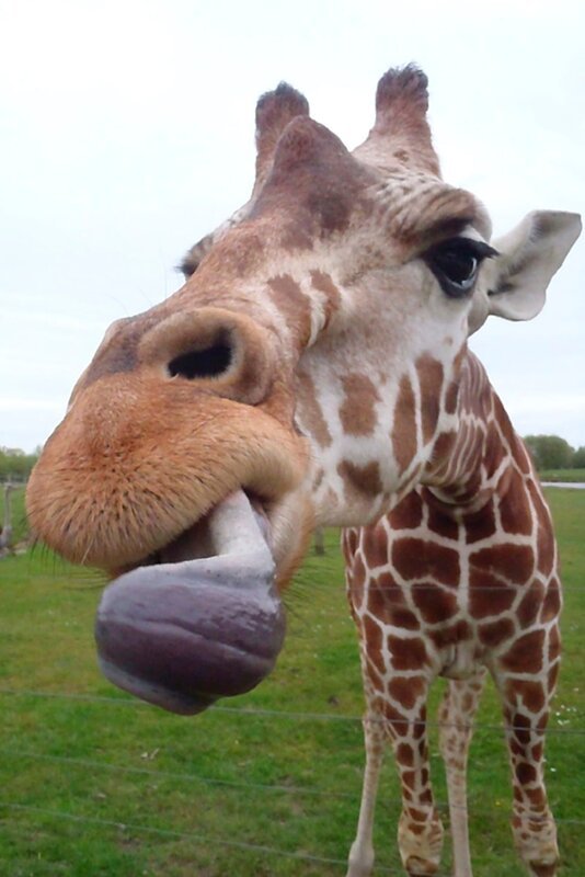 Giraffe mit langer Zunge und krankem Knie. – Bild: Radio Bremen/​Volkmar Struessmann