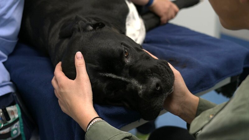 Cane Corso Elvis bei Familie Behrendt. – Bild: RTL