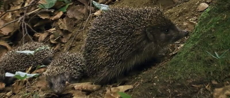 43+ 3Sat Mediathek Natur Im Garten Universum Das Jahr Des Igels,