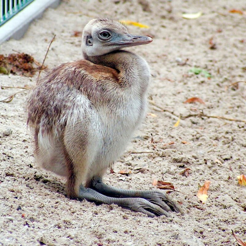 Nanduküken im Jaderpark. – Bild: Radio Bremen/​Volkmar Struessmann