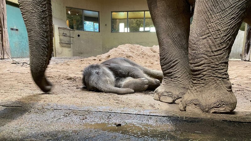 Einen Tag alt - das kleine Elefantenbaby Yaro ist das erste, das im Zoo Osnabrück gezeugt und geboren wurde. Ein zweites Baby wird noch im Winter erwartet. – Bild: NDR/CANDEO/Thorsten Schöntaube Einen Tag alt - das kleine Elefantenbaby Yaro ist das erste, das im Zoo Osnabrück gezeugt und geboren wurde. Ein zweites Baby wird noch im Winter erwartet. – Bild: NDR/CANDEO/Thorsten Schöntaube
