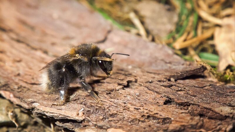 Kuckuckshummel (Schmarotzerhummel). – Bild: 3sat
