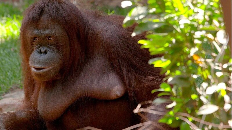 Orangutan – Bild: RTL /​ Terra Incognita Docs /​ Borneo