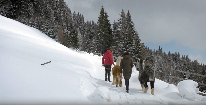 Bernhard Maurer auf Wanderung mit seinen Alpakas. – Bild: ORF/​PAPKE/​Christian Papke