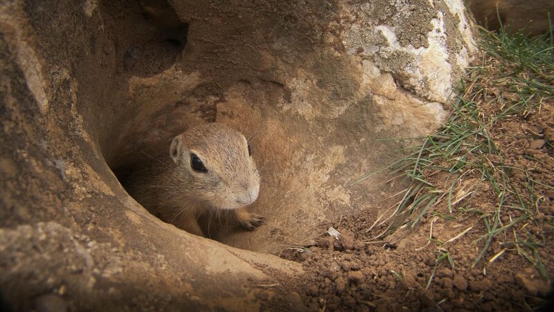 Zuhause bei Familie Ziesel – Bild: RTL /​ Radio and Television Slovakia and Naturally /​ Brano Molnar